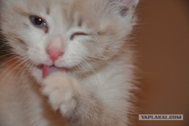 С Котовторником!