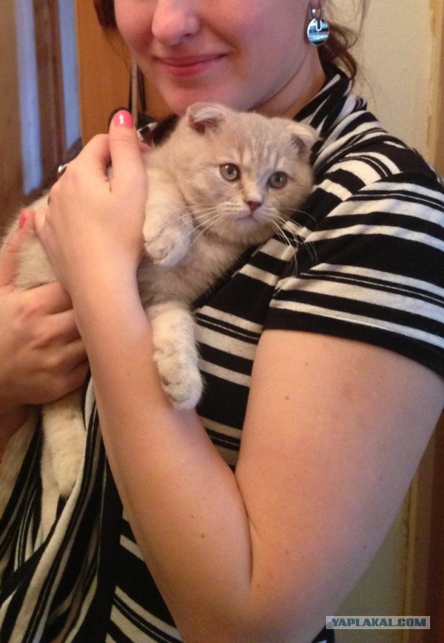 Котовторник 20.05.2014