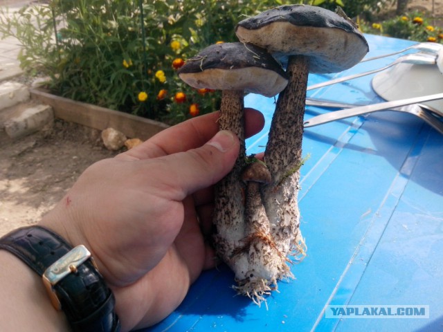 Последнее фото с Вашего телефона.