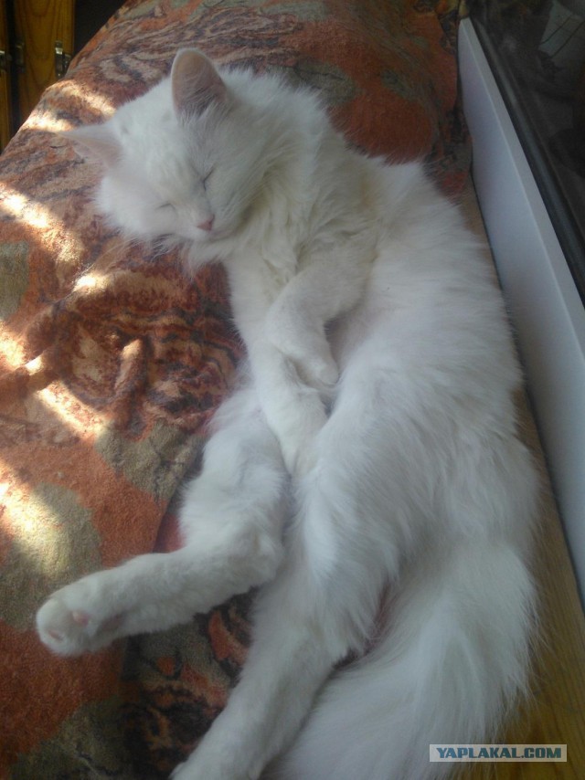Котовторник 23.09.2014.
