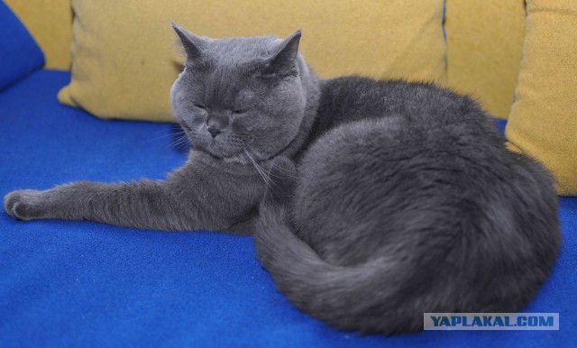 Котовторник 21.10.2014