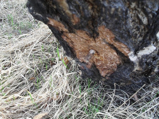 Сбор березового сока