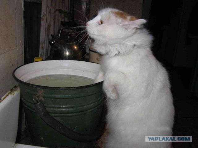 Котовторник