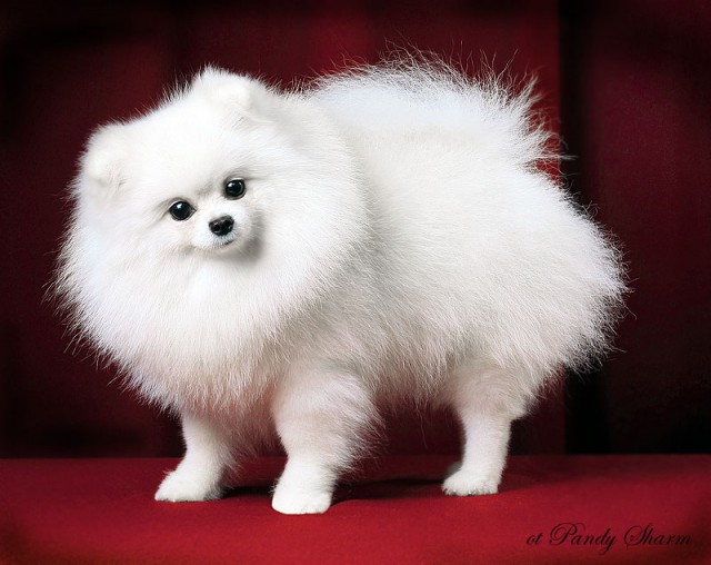 Собачка "доигралась"