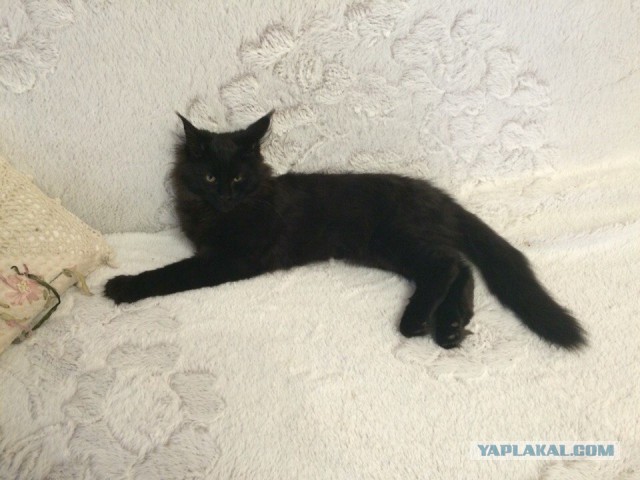 Котовторник - начало