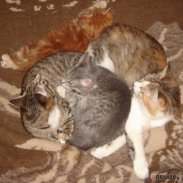 КошкоЛето!
