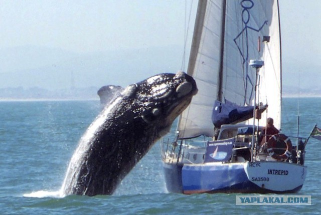 Подборка интересных и веселых фото