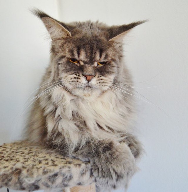 Котлета