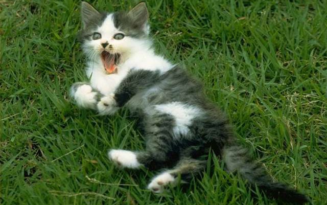 Коты из сети