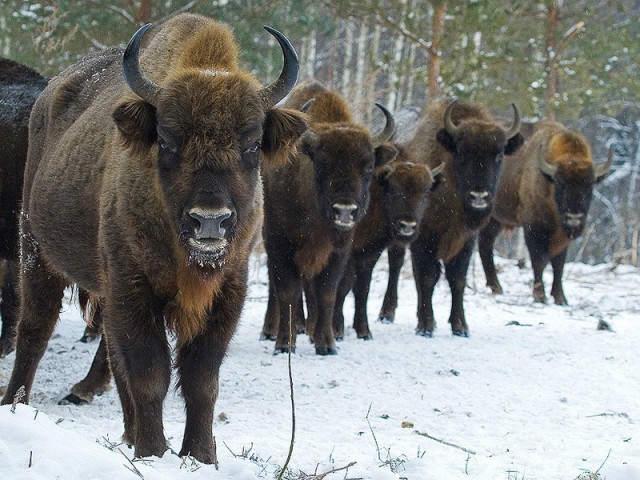 Выпивка, зубры и суровые бабушки, или Беларусь глазами британцев