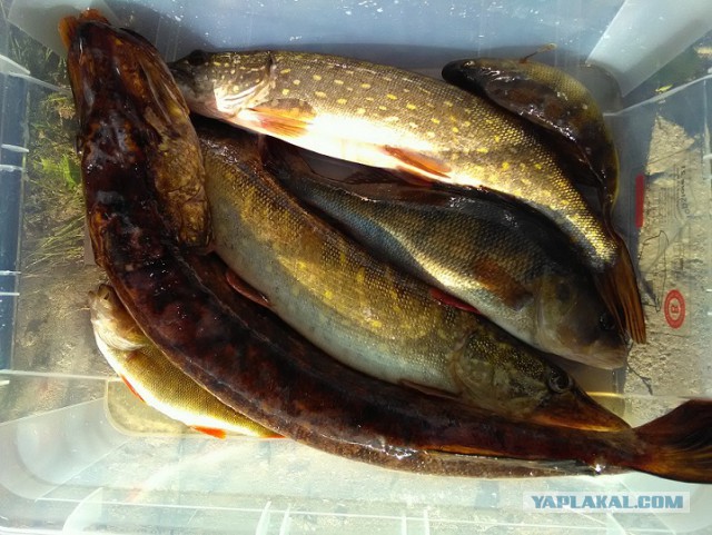 Рыбалка на Рыбинском водохранилище (тусовка на катере)