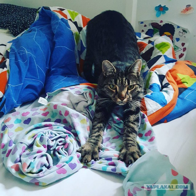 Котовторник 03.10.17.