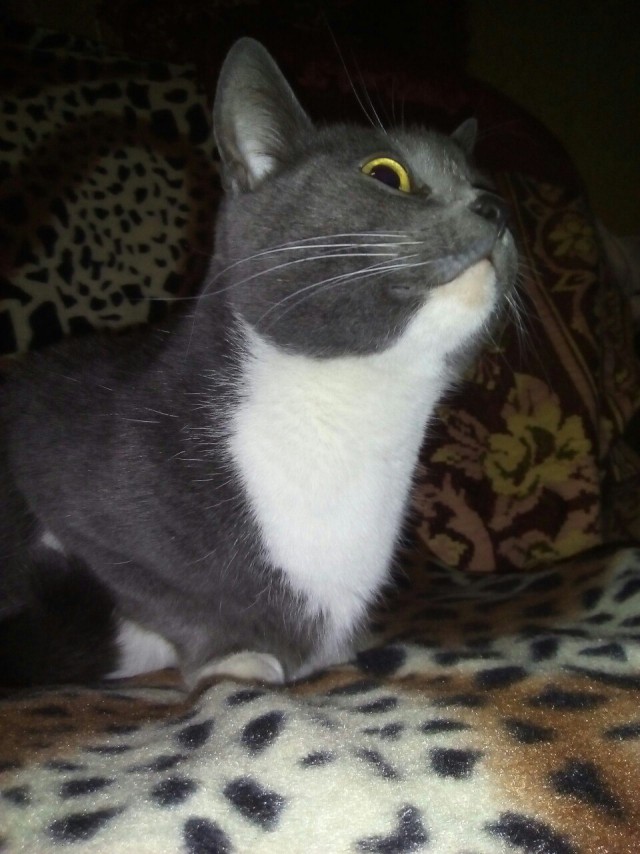 Живность из сети