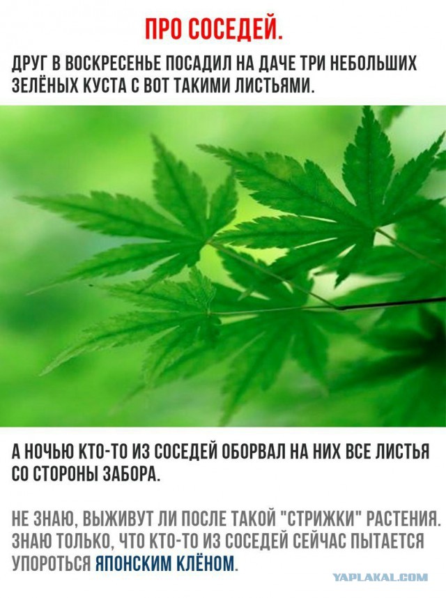 Забытое золото России — конопля