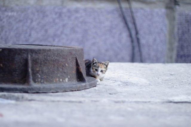 Котовторник  31.07.2018