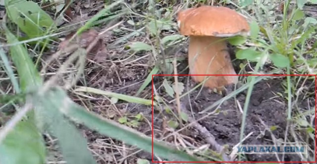 Выращивание "Белых" грибов на даче
