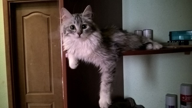 Котовторник 11.09.18.