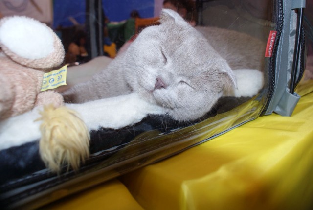 Выставка кошек