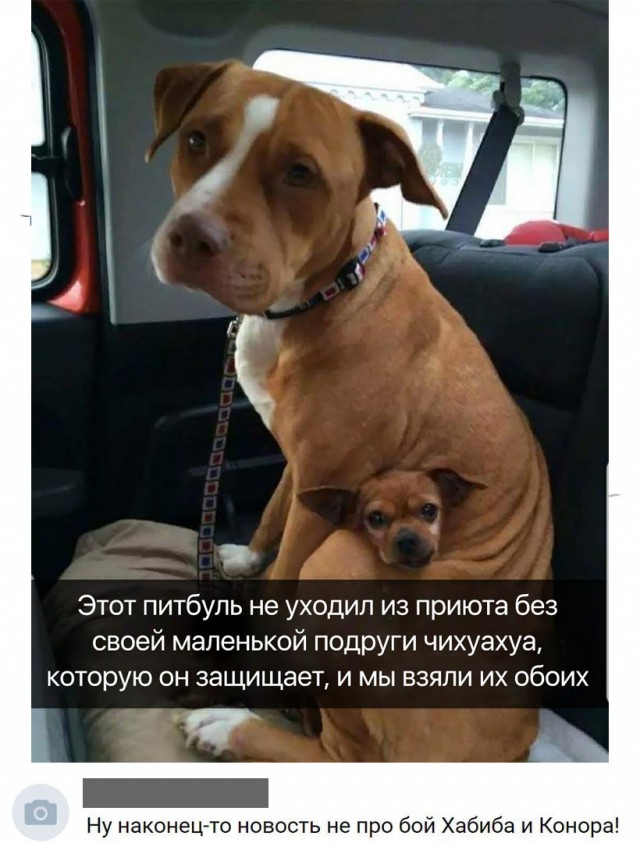 Прикольные картинки абавсём