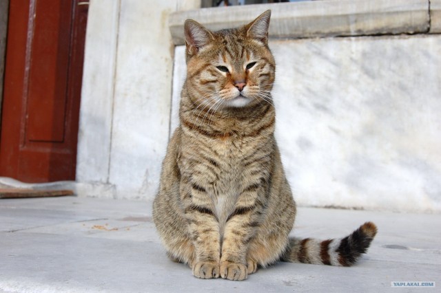 Котовторник  07.06.11