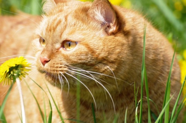 Котовторник объявляется открытым!
