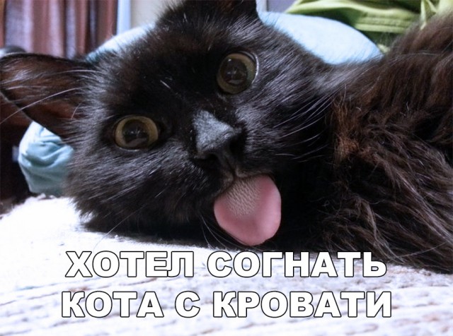 Немного милоты