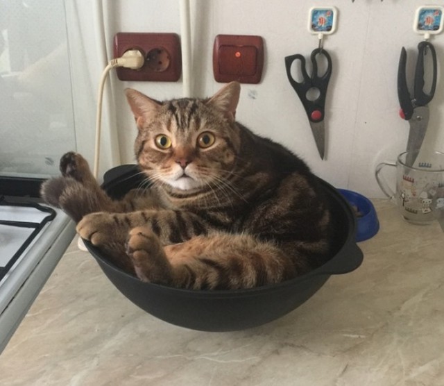 Прикольных котов пост