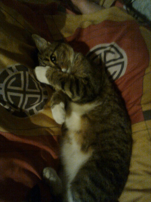 Ну и где ваш котовторник?