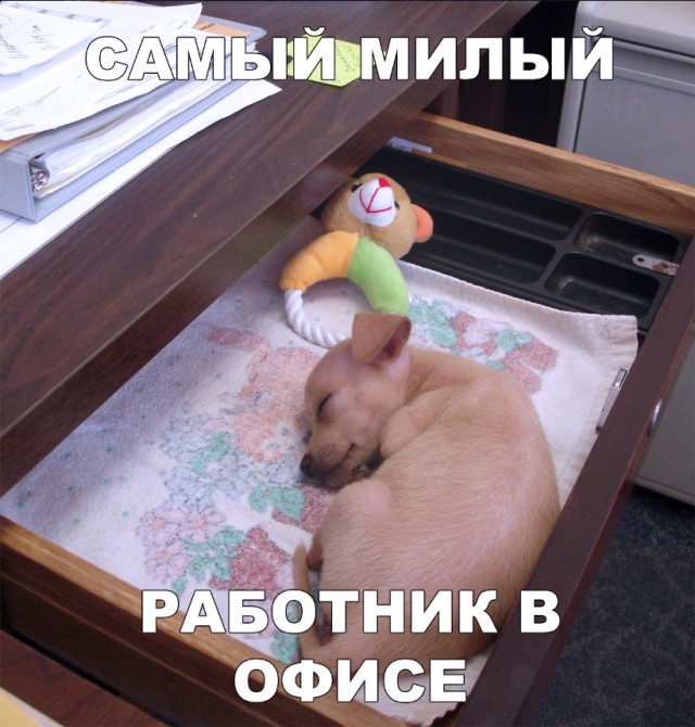 Нестандартный юмор