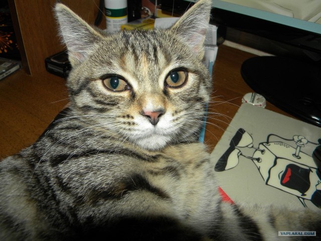 Котовторник 27.03.2012