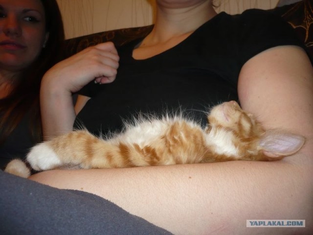Котовторник  от 3.04.2012