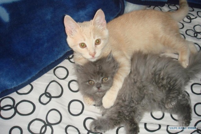 Котовторник 29.05.2012