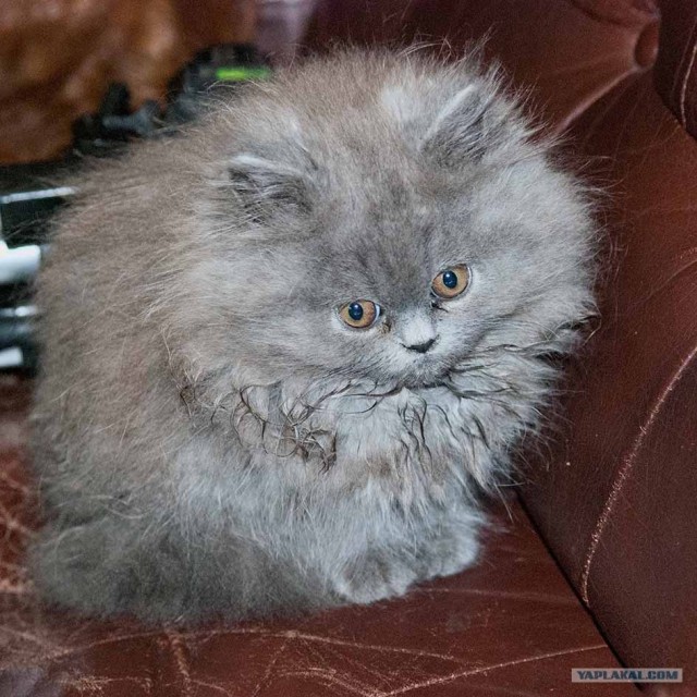 Котовторник 31.07.2012 г.
