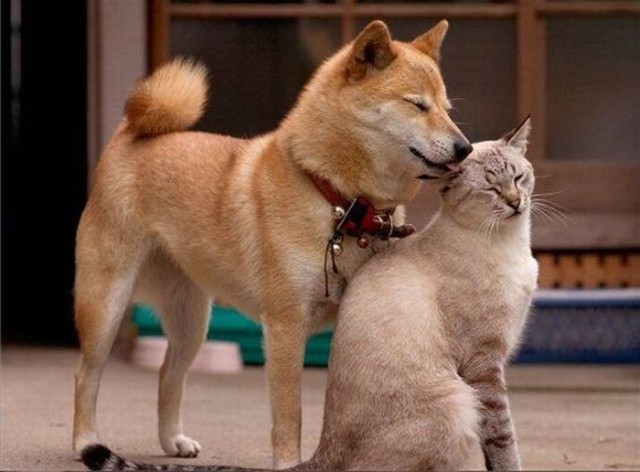 Уже не котовторник, но еще и не собакочетверг