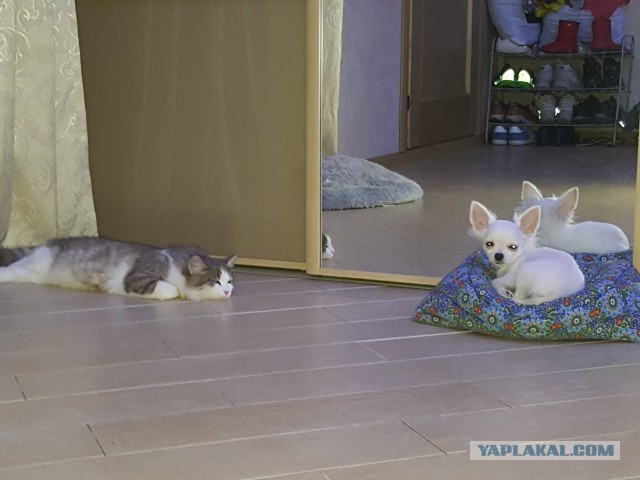 Как меня кота на пару дней попросили приютить