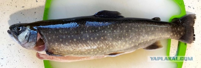 Сардины с зеленым майонезом. С Днем Рождения Люда Vinodelprofi.