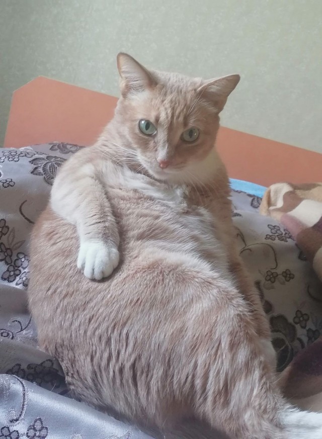 Не на всякого кота гравитация может воздейстовать! Им вообще плевать на законы физики