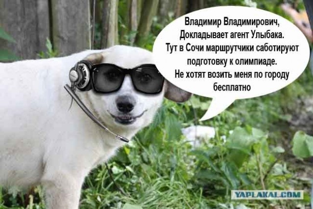 Фотожаба: Собака-улыбака