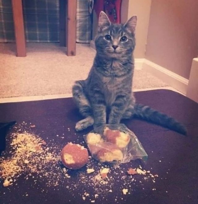 Эти забавные животные