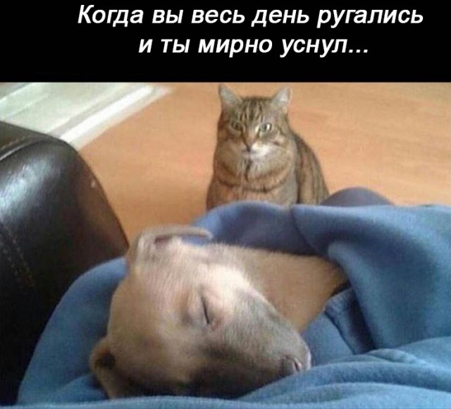 11 мемасиков про животных и отношения