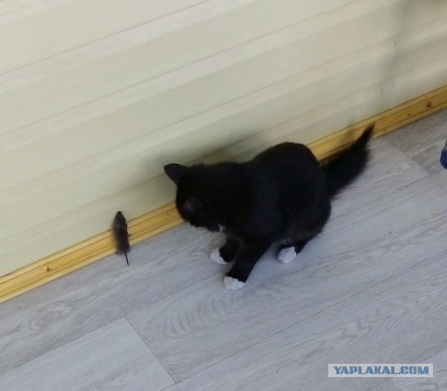 Котовторник. Добавляйте своих