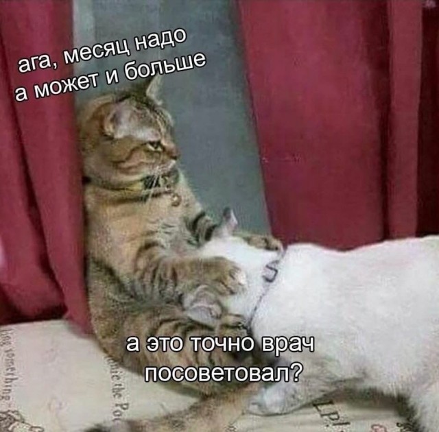 Мемы про секас