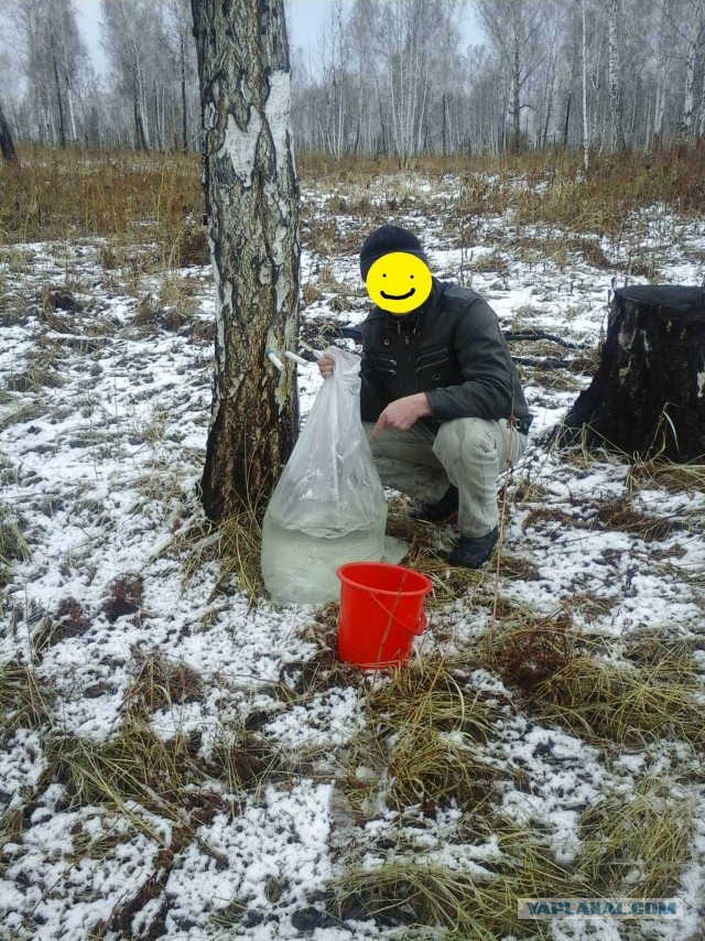 Берёзовый сок