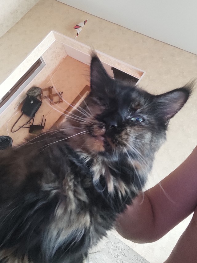 Котовторник (свои добавляем)