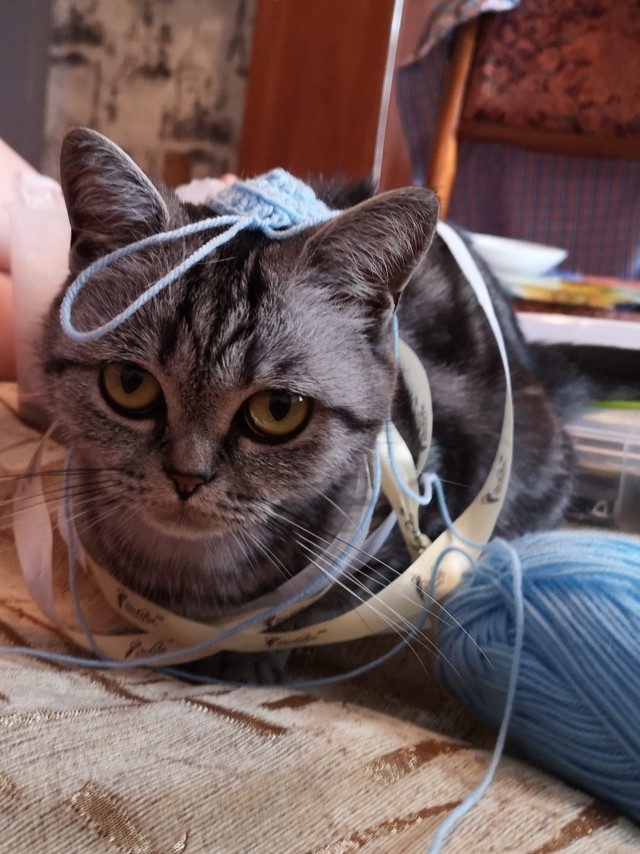 Последний котовторник лета
