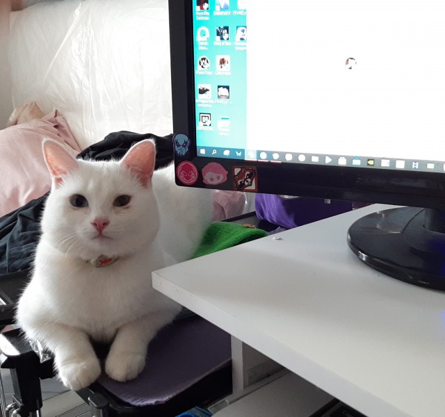 Болельщики спасли котика
