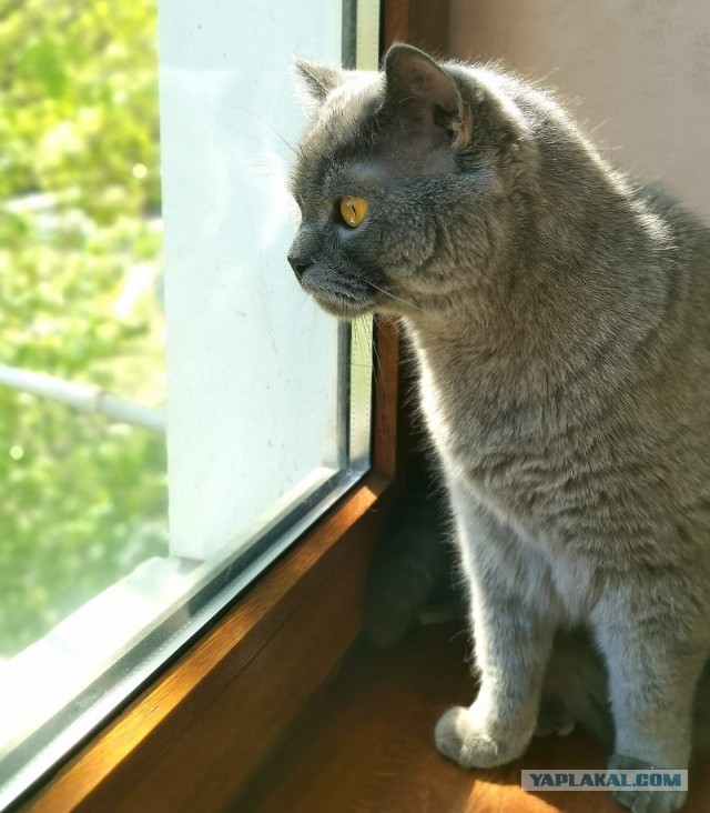Котовторник так котовторник
