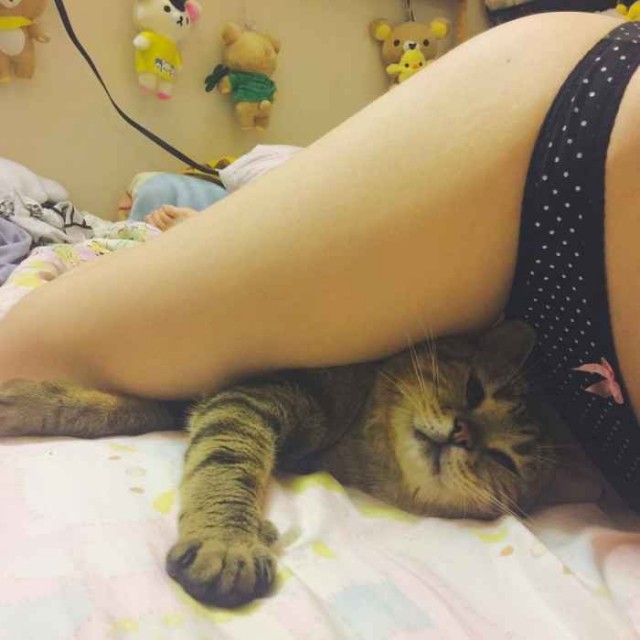 Котовторник. Картинки и буквы 08.02.22