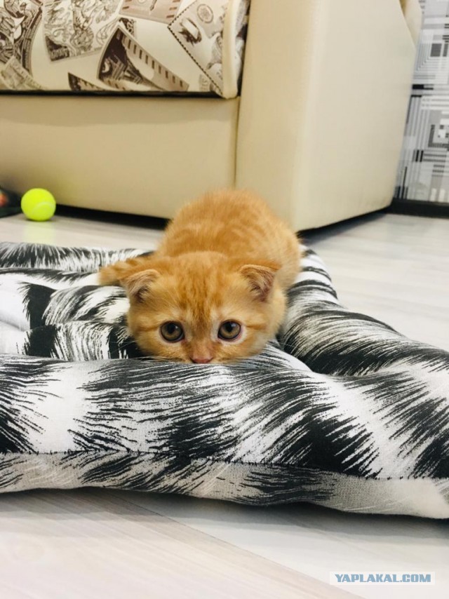 Котовторниковское