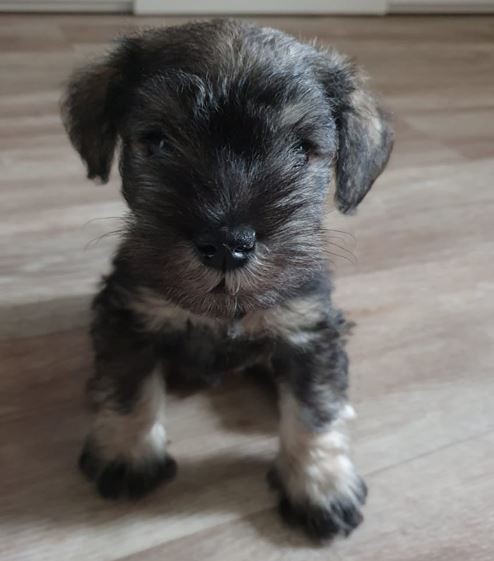 Собакочетверг же...